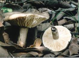 Russula sub2