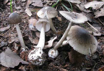 灰花纹鹅膏-1.jpg